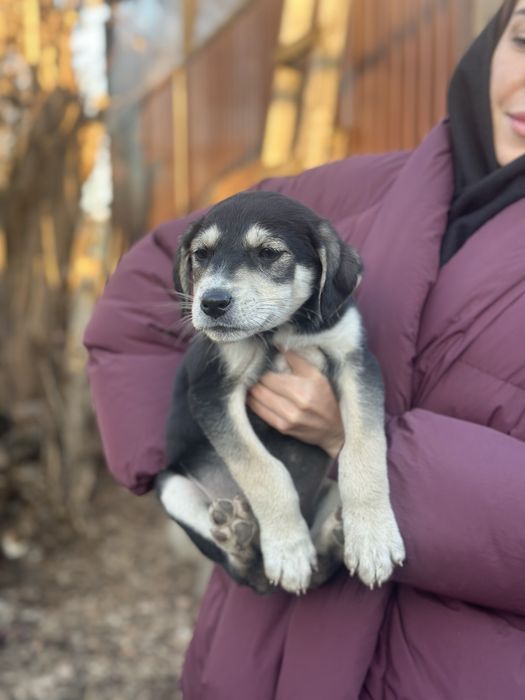 Щенята мальчик и девочка  ищут дом