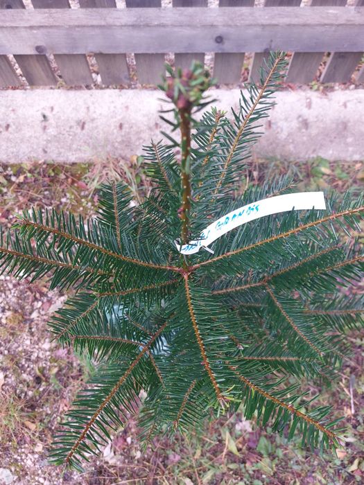 Brazi Abies grandis cu balot de pamant- calibru 70-90 cm