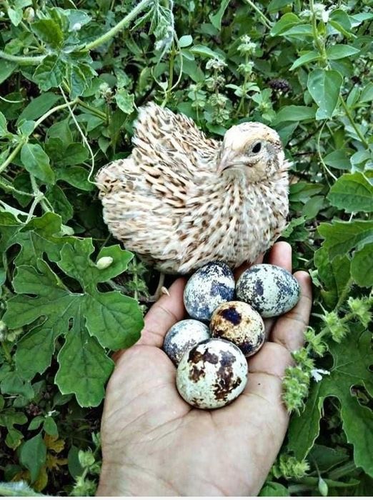 Перепелиные яйца 35 Т