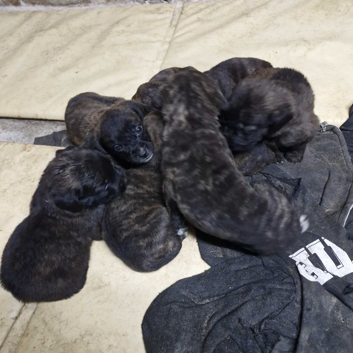 Кане корсо кученца