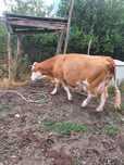 Vând vaca și vitea