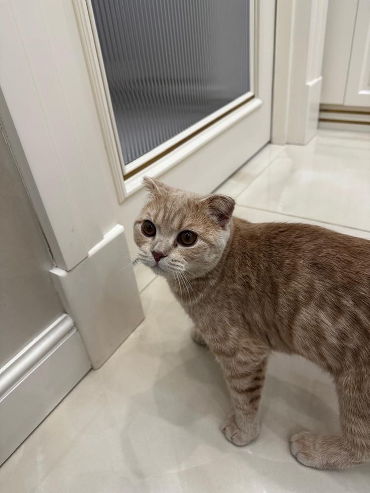 Шотландский вислоухий кот