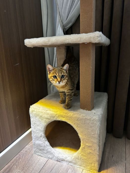 Котенок породы пиксибоб мальчик, к лотку приучен. В хорошие руки