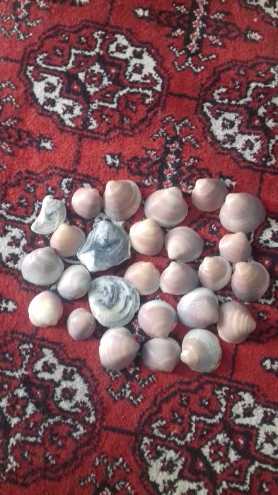 Vând scoici pentru acvariu