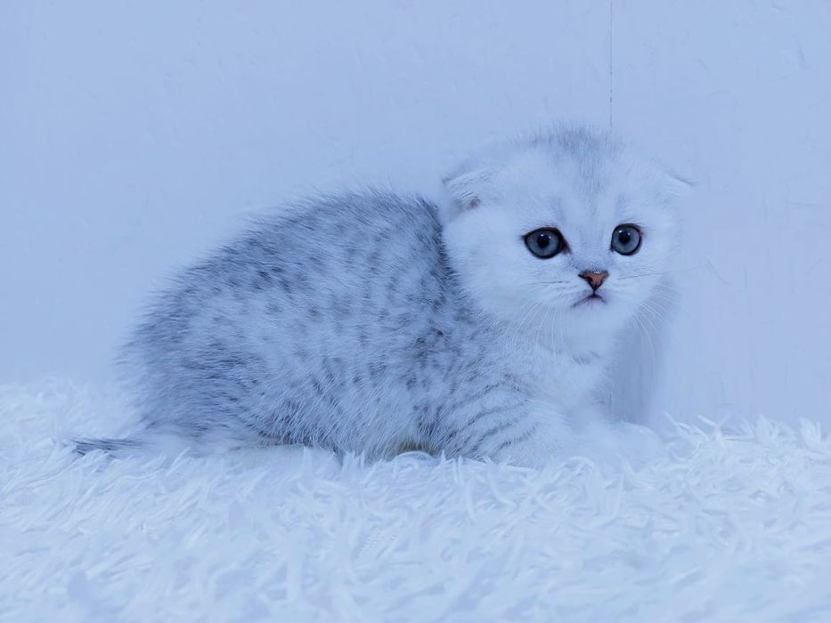 висЛоуХая КошеЧка ШотлаНдскаЯ