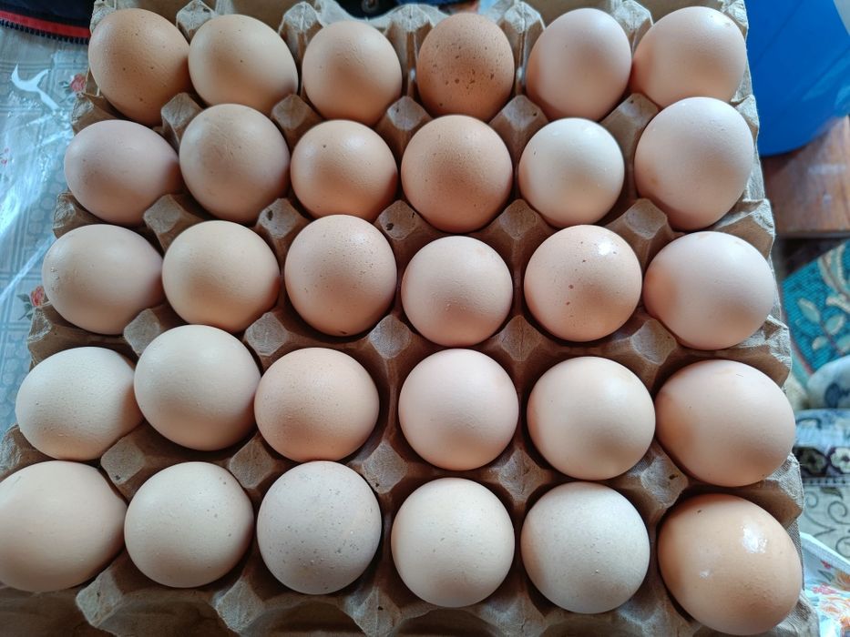 Продам домашние куриные яйца