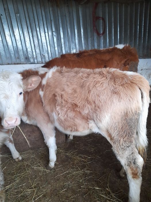 Vitele baltate de 4 luni