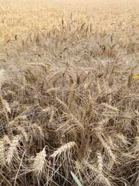 Пшеница - Жито - зърно