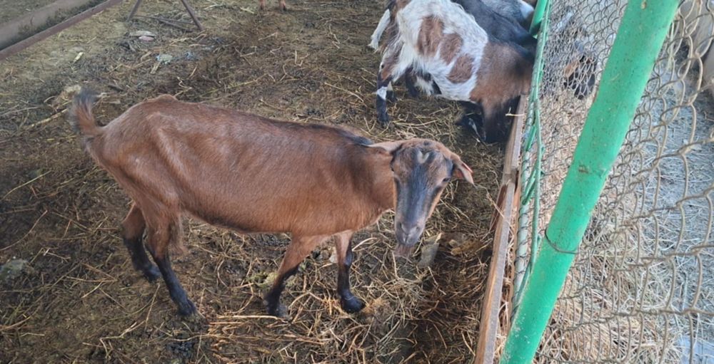 De vanzare capra alpin francez