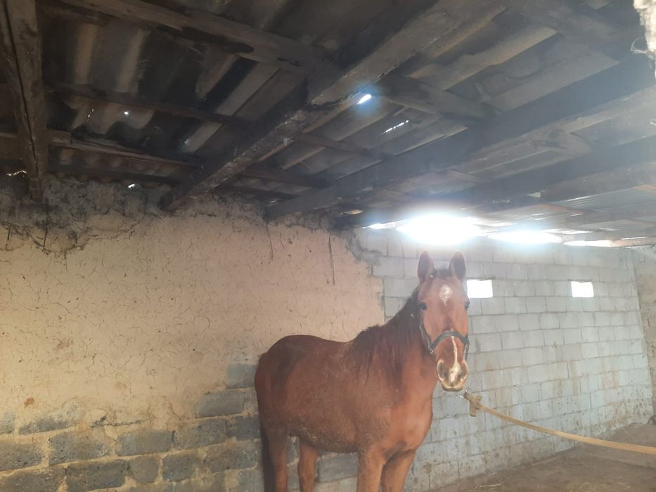 Жылқы сатылады..