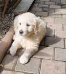 Catel Golden Retriever, parinti cu Pedigree