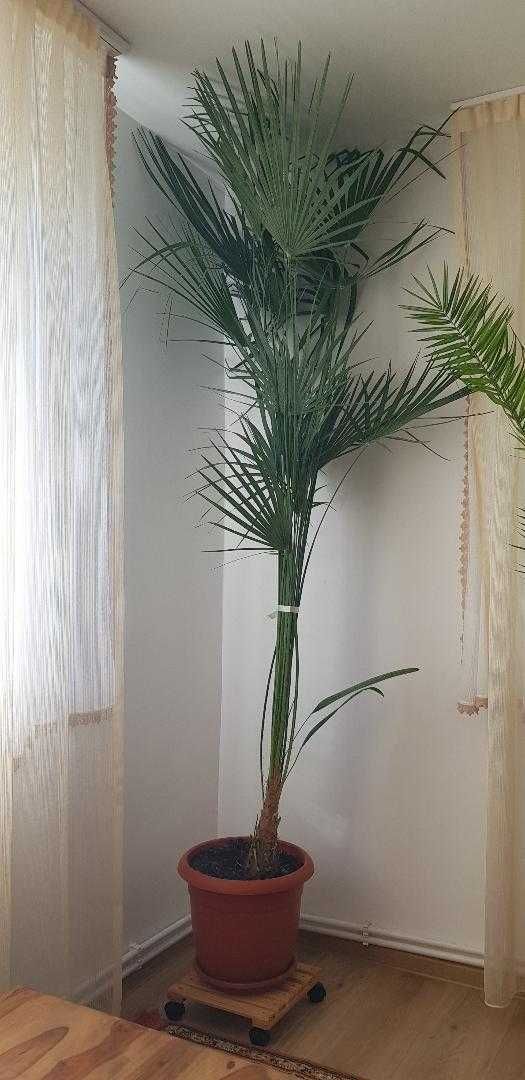 Plante exotice de interior