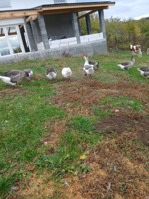 Gâște de anul acesta