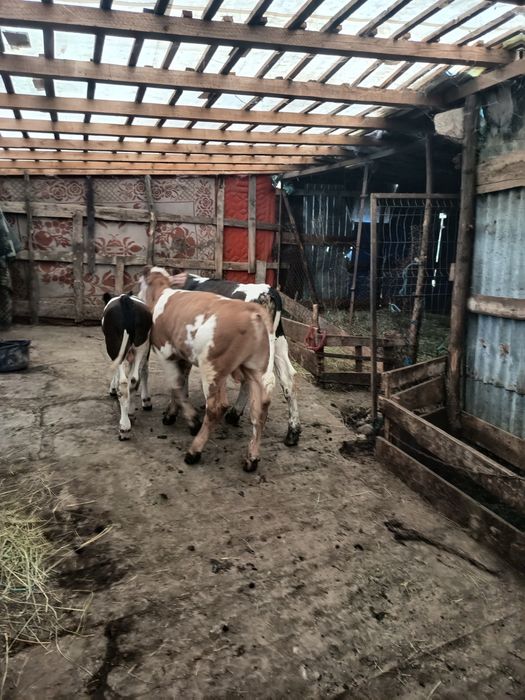 Vand 3 Tăurași  foarte frumoși!