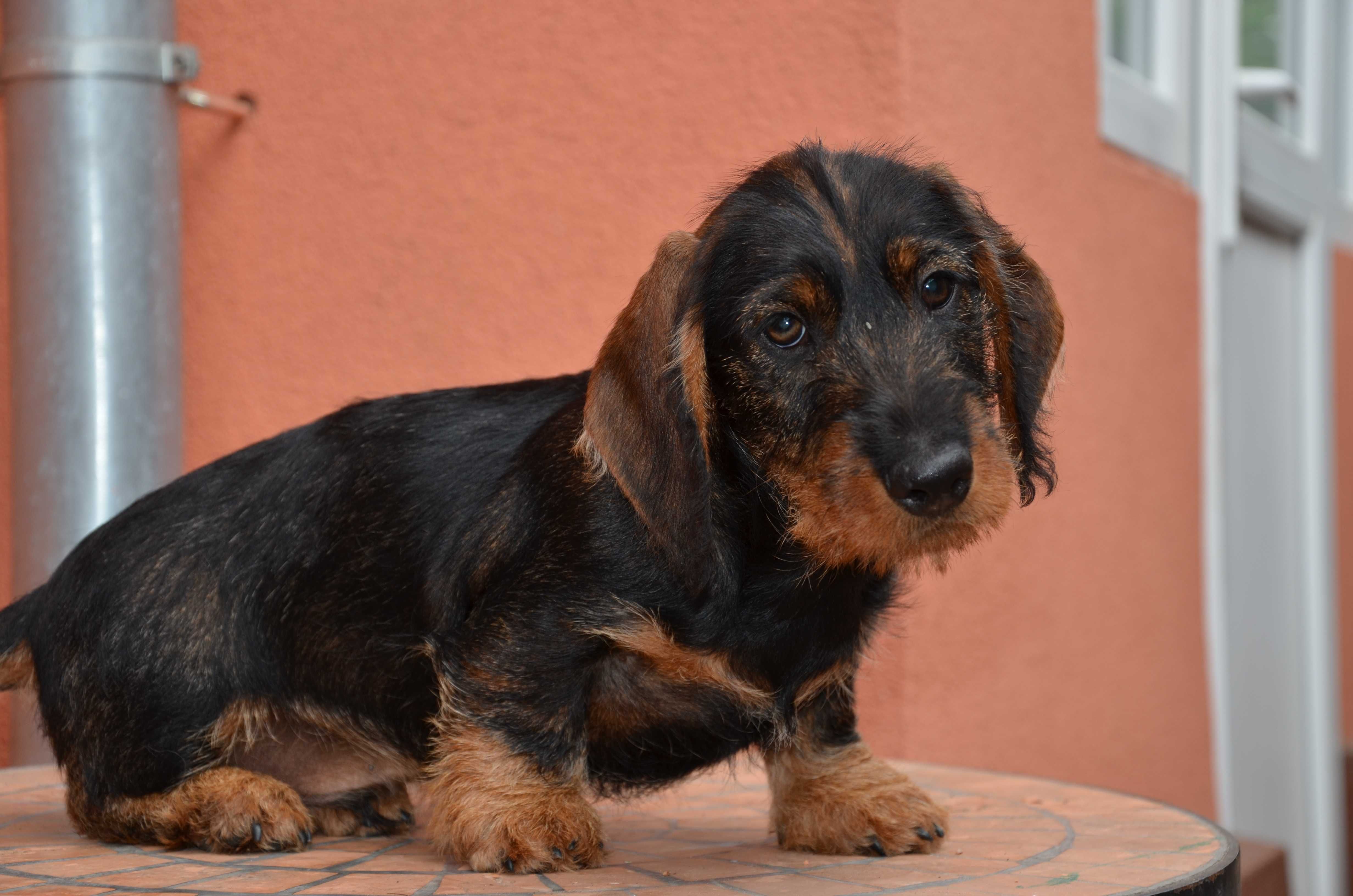 femela teckel sarmos standard , 4 luni , Pedigree A