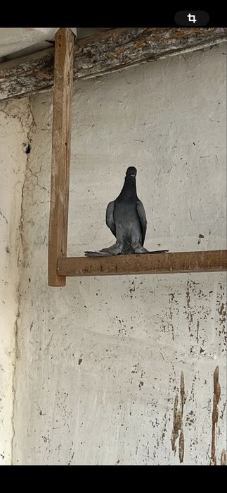 Продам сизых с игрой с тягой