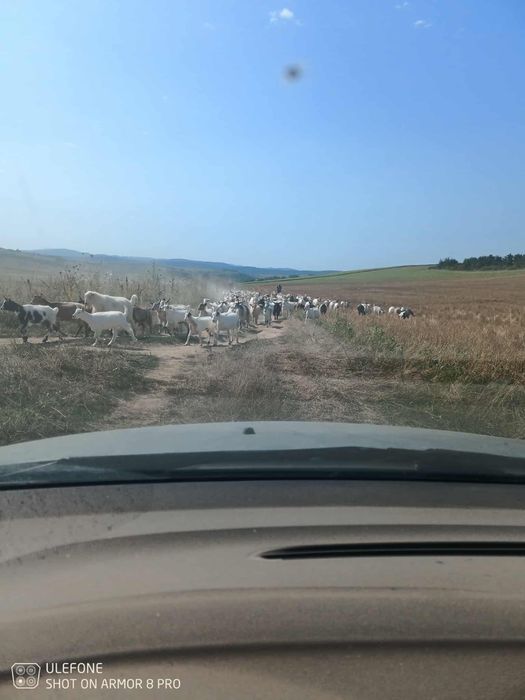 Vand capre foarte bune