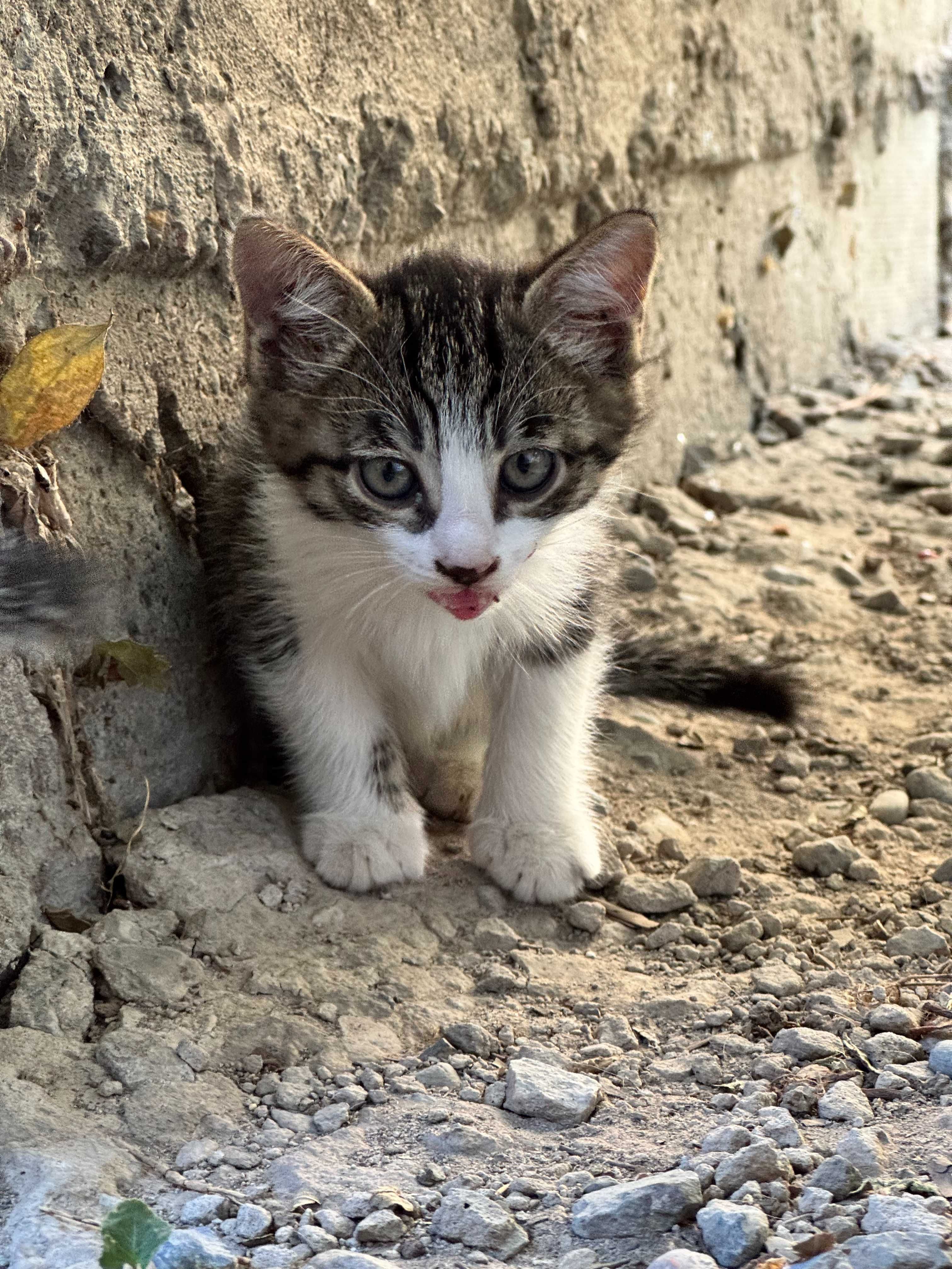 Милые котята ждут заботливых хозяев