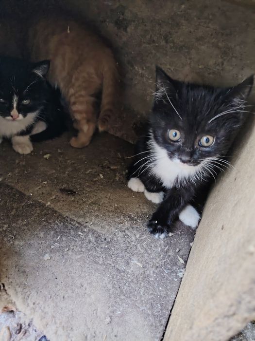 Котята мушуклар бир ойлик соглом