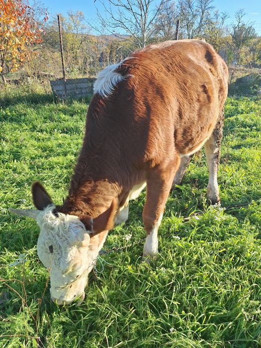 Vind juninca baltata romineasca din mama buna de lapte si foarte linis