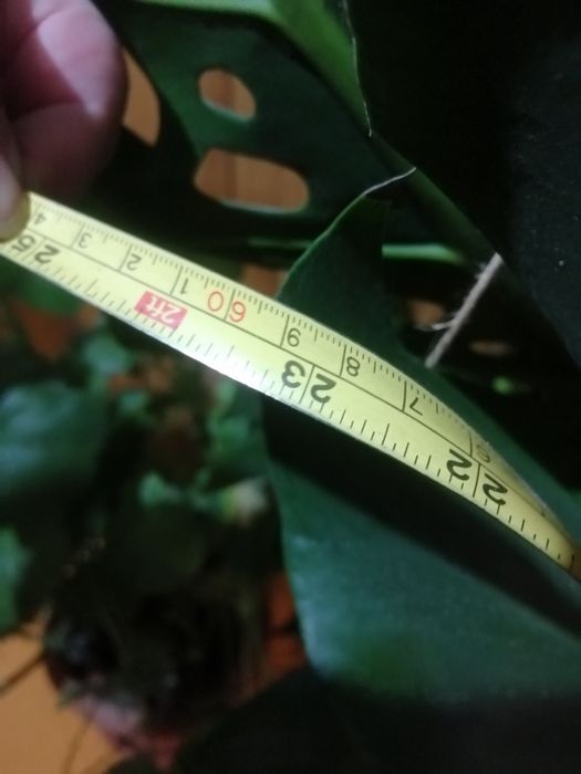 Planta exotica foarte mare(Monstera) și trei ficusi
