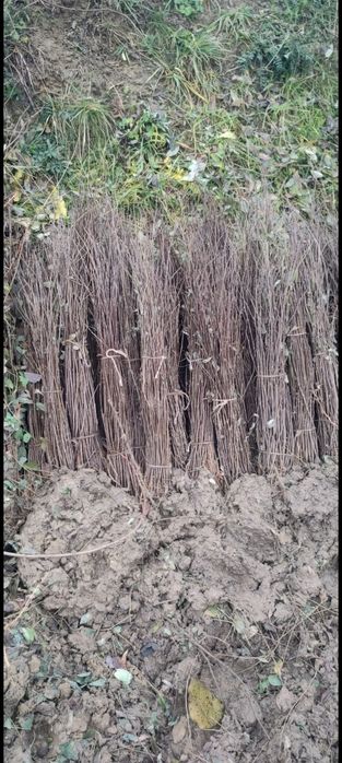 Puieti forestieri salcâm frasin carpen fag mesteacăn tei brad Ulm