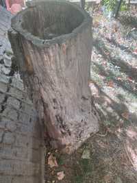 Част от вековно дърво