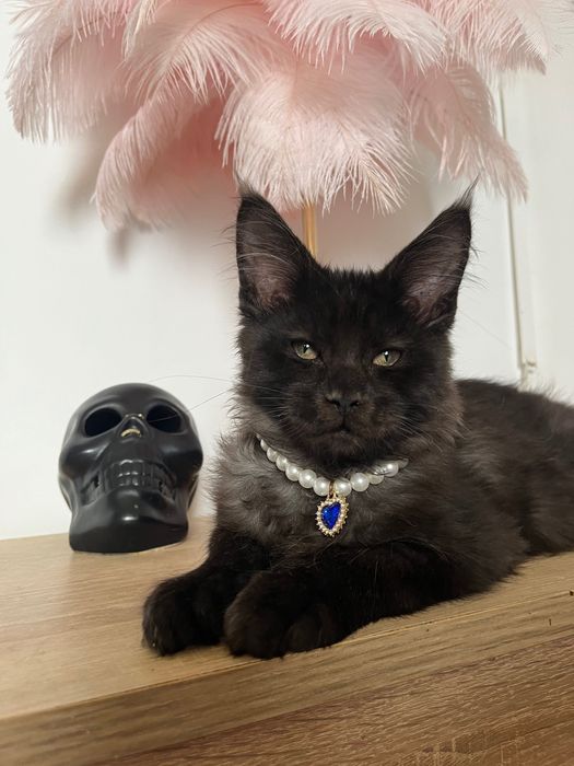 Baietel Maine Coon black smoke PEDIGREE