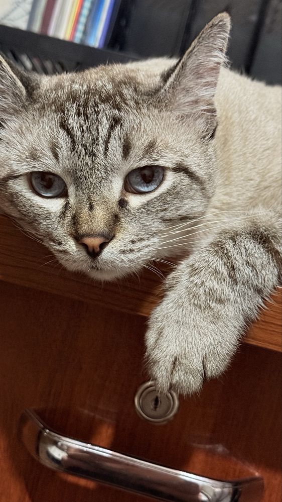 Кот кастрированный