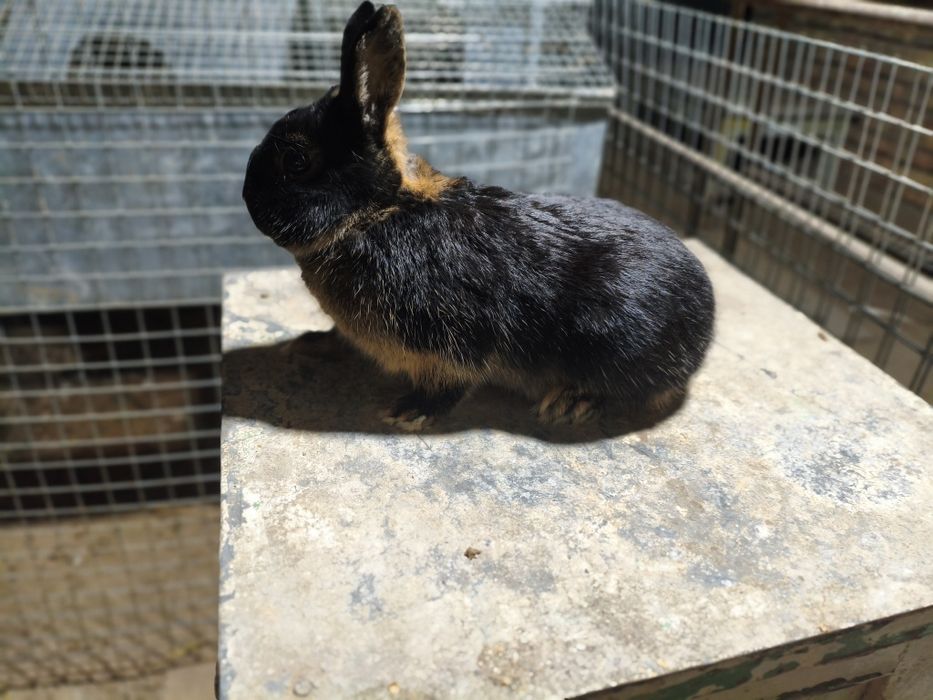 Karlik quon sotiladi