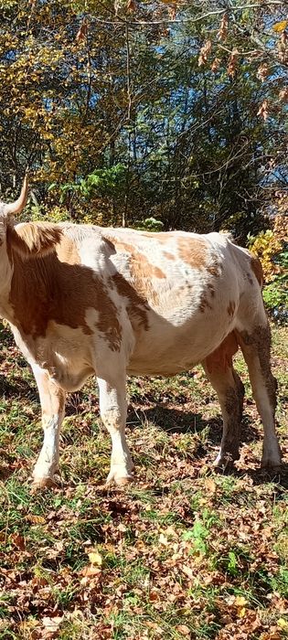 Vând vacă pentru abator