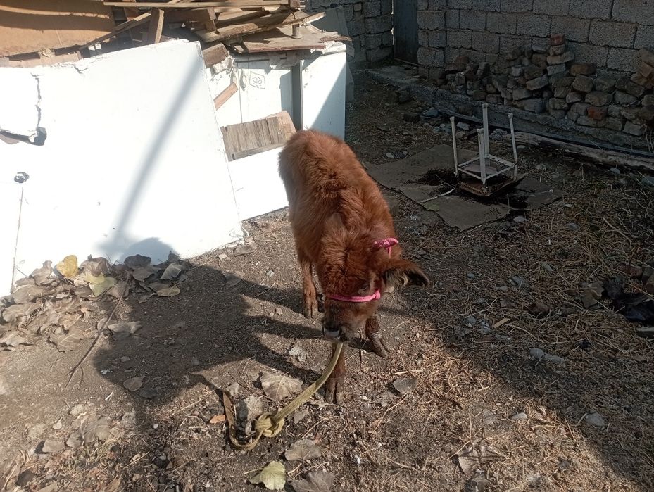 Ona bola sigir sotiladi