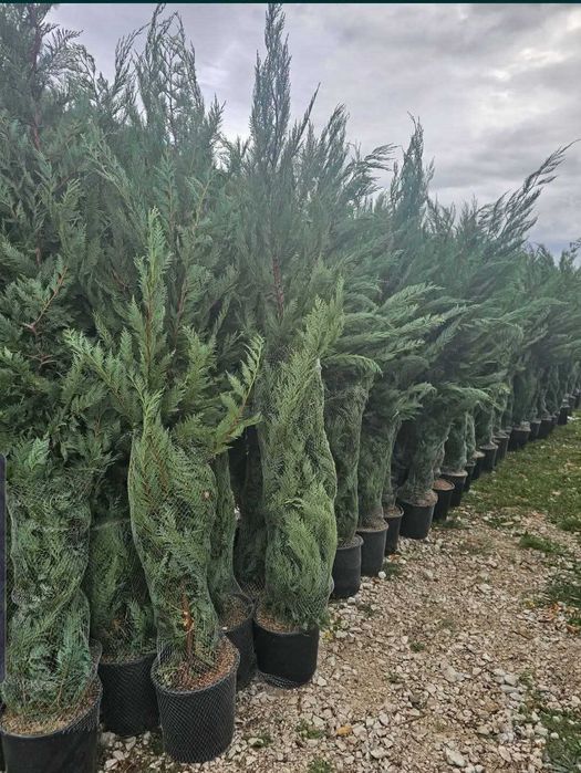 Chiparos Leylandii diferite dimensiuni oferim transport în toată tara
