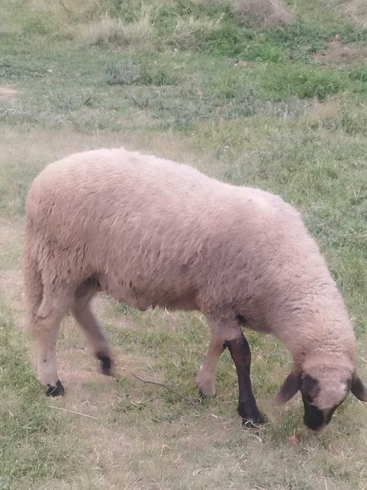 Продавам шиле от тези година.