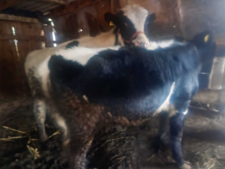 Vând vițel și vițicã! Preț negociabil!