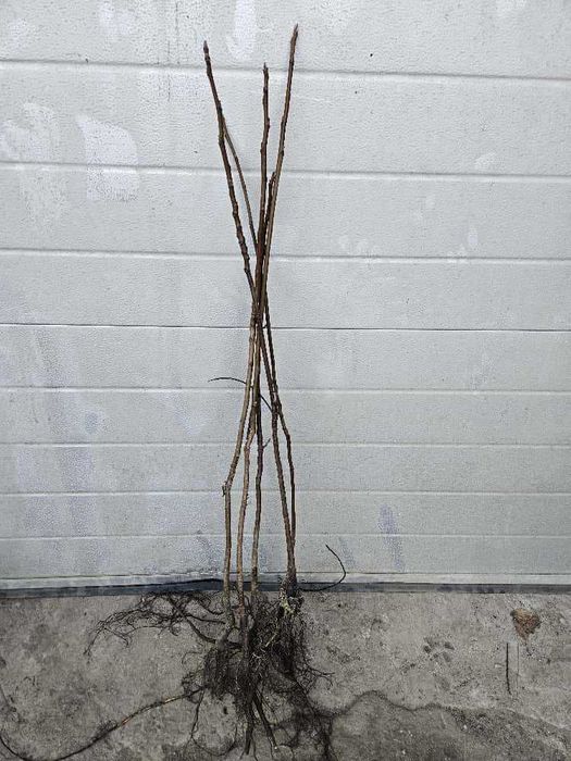 Nuc negru Forestier- cantitate en gros Nuc Chandler, Milotai