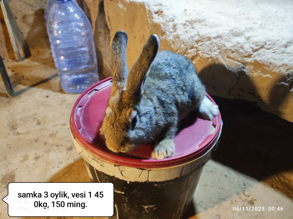 Gibrid quyonlar sotiladi 3 oylik