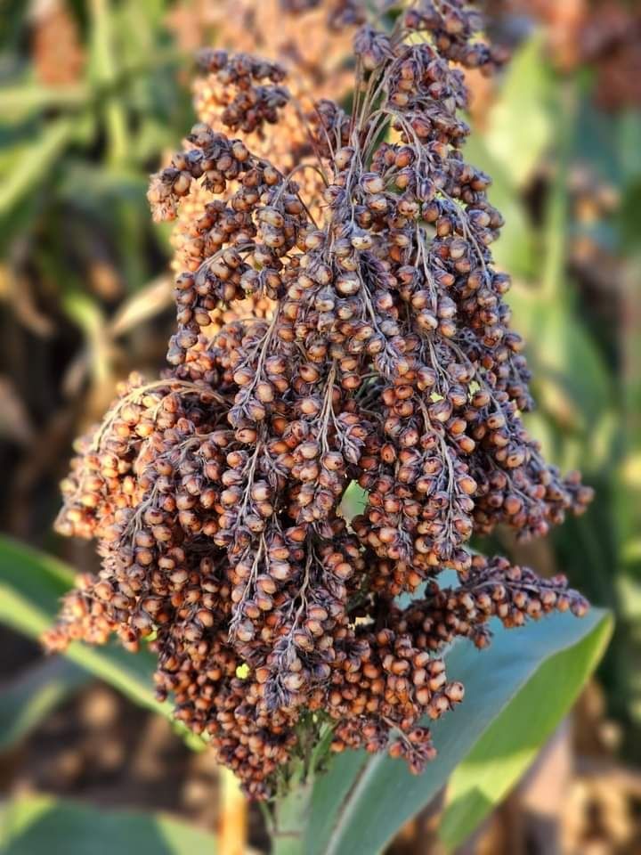 Sămânța Sudan, Sorg, Mei, Măzăriche, Bromus, Timotei, Ghizdei, Trifoi