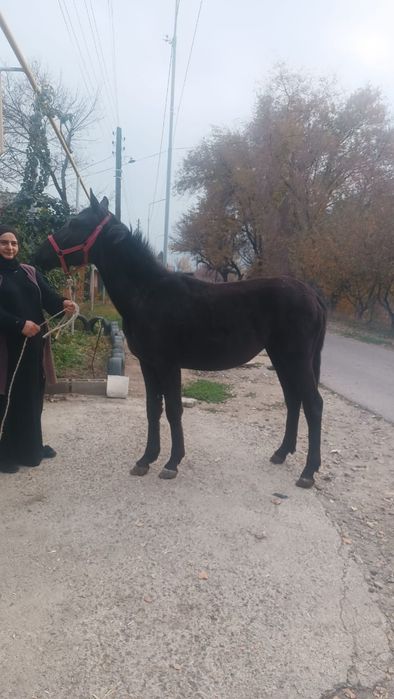 Продам жеребца 1.5 года срочна