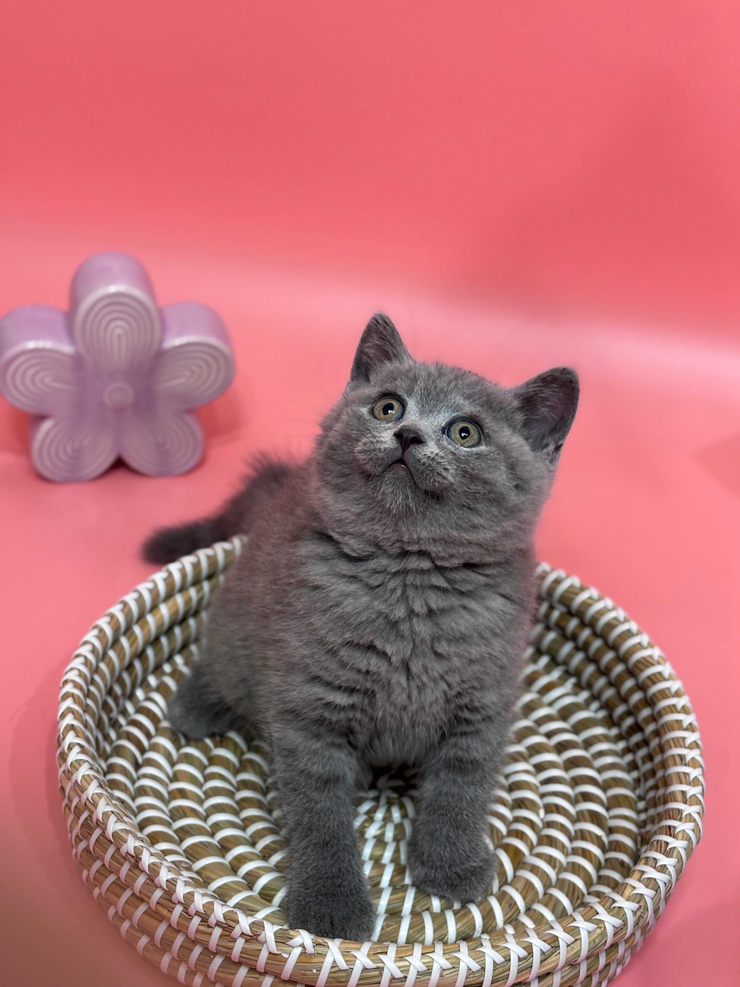 Британски котенца