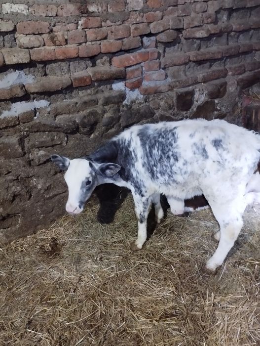 Vând doi vitei înțarcati