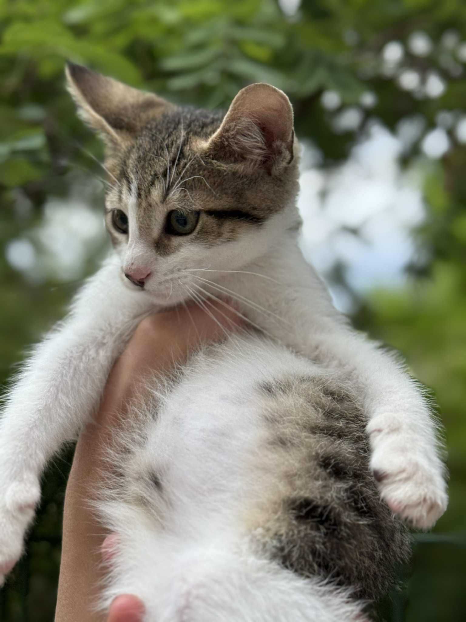 Мъжко коте си търси дом