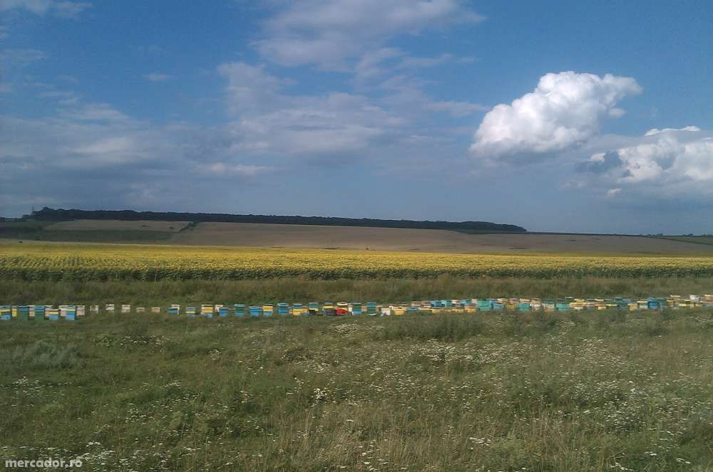 vand miere naturala de albine