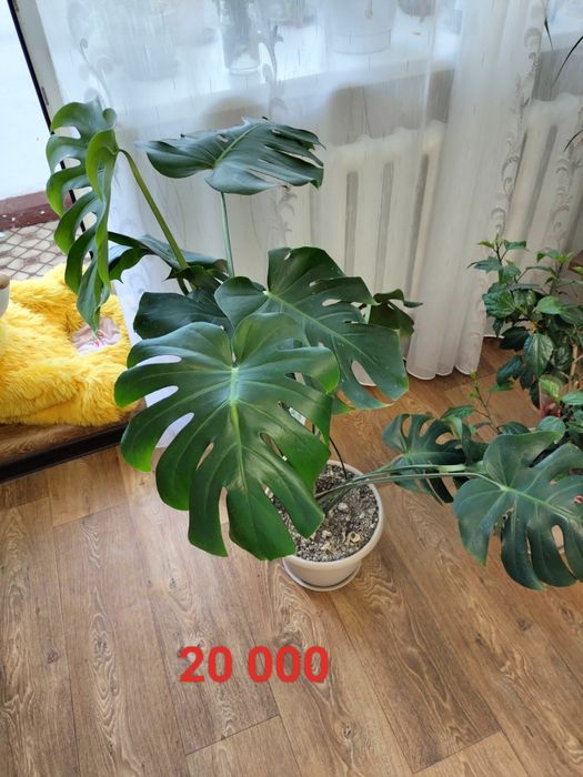 Продам домашние цветы