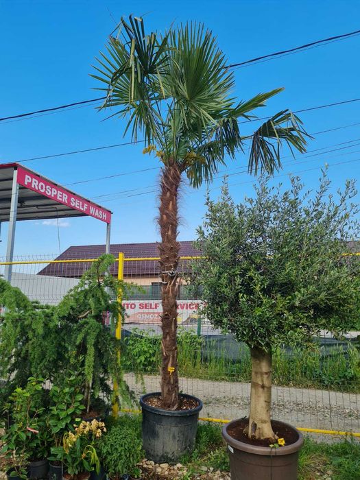 Alege Plante Ornamentale de Calitate Superioară pentru Grădina Ta