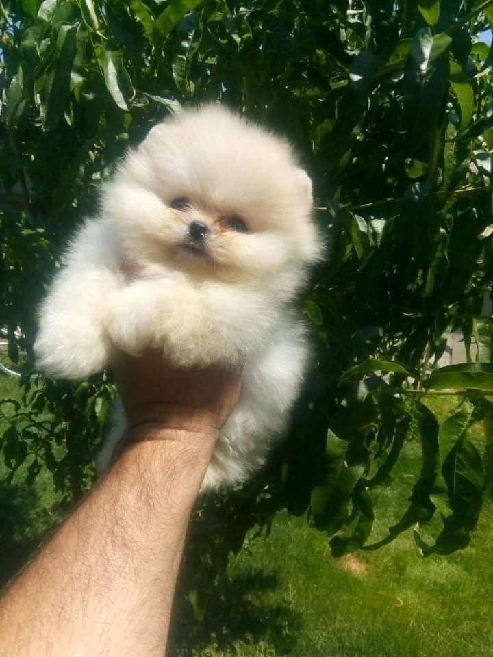 Померани момчета и момичета