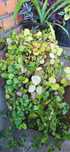 Plante de vanzare