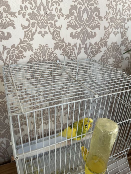 Попугай с клеткой продам срочно