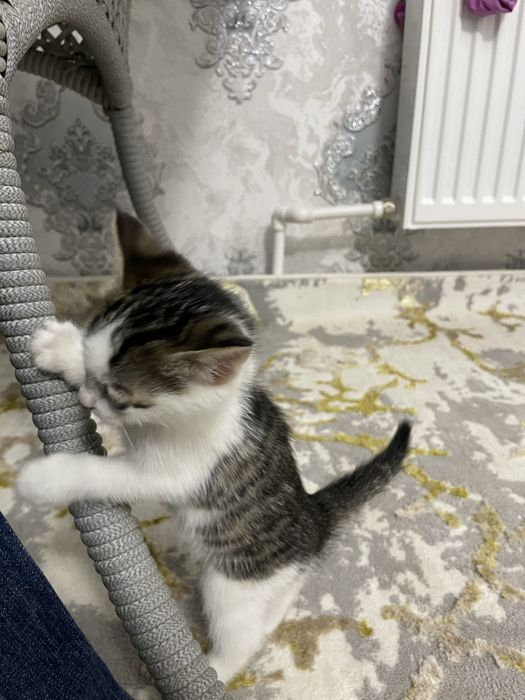 Отдам котёнка в Хорошие руки