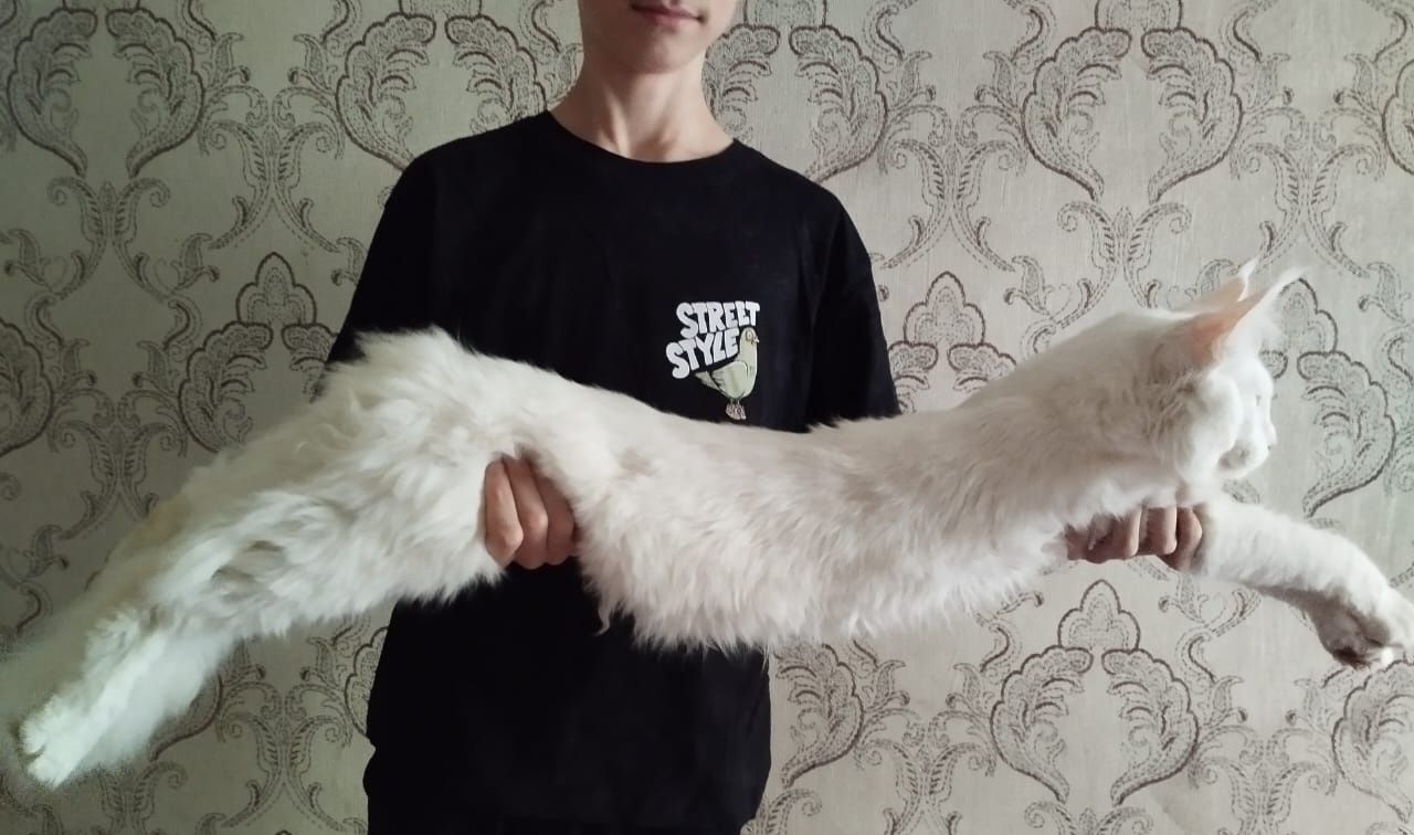 Белый Мейн Кун на вязку